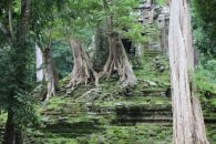 Деревья в Ангкоре