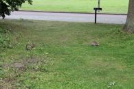 Зайцы в парке Тиргартен