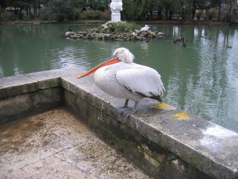 Пеликан в парке