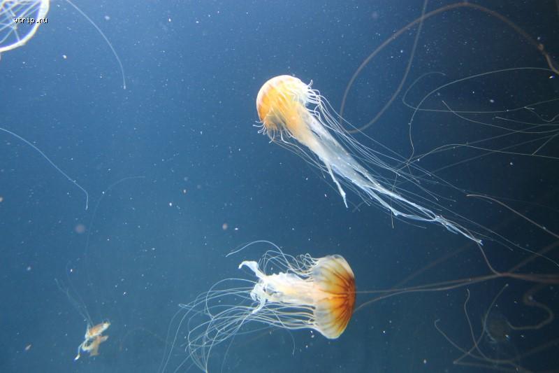 Ядовитые медузы