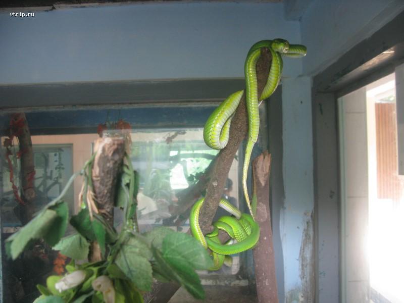 Зеленые змеи