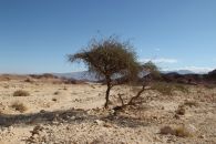 Кустарник в пустыне