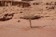 Растительность в пустыне