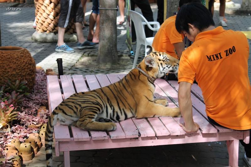 Тигр в парке