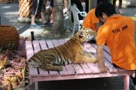 Тигр в парке