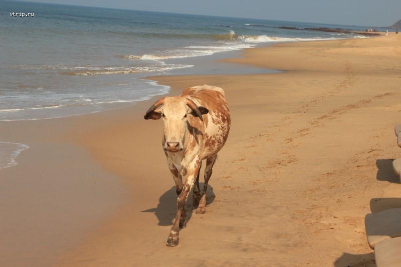 Корова на пляже