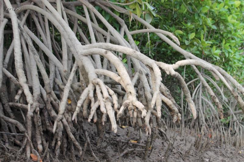 Корни мангровых зарослей