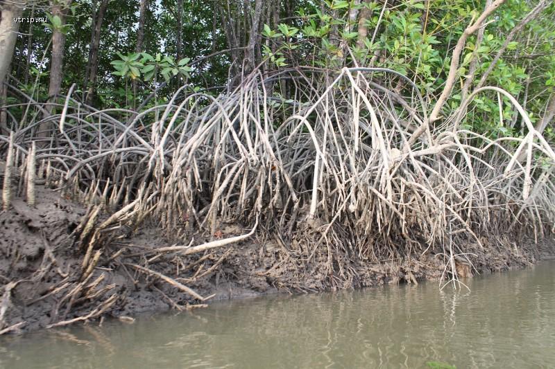 Корни мангровых зарослей