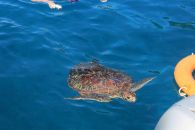 Морская черепаха на Симиланах