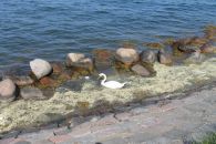 Лебедь на набережной