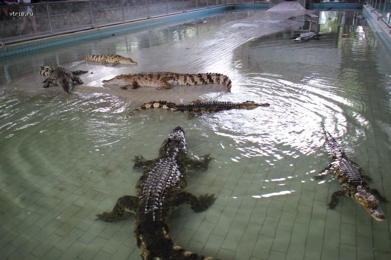 Крокодилы на шоу
