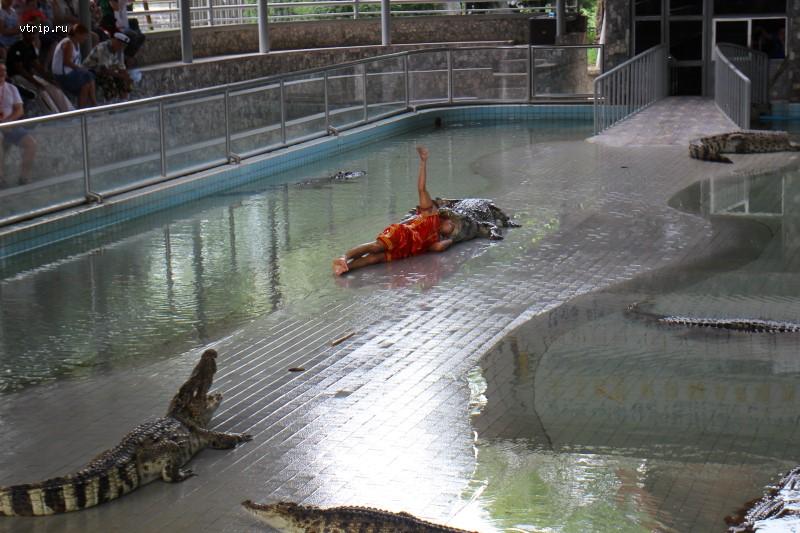 Шоу крокодилов