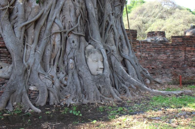 Голова Будды в дереве