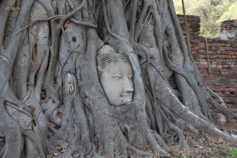 Будда в ветвях дерева