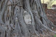 Будда в ветвях дерева