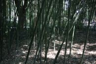Бамбуковая роща