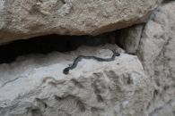 Змея в камнях