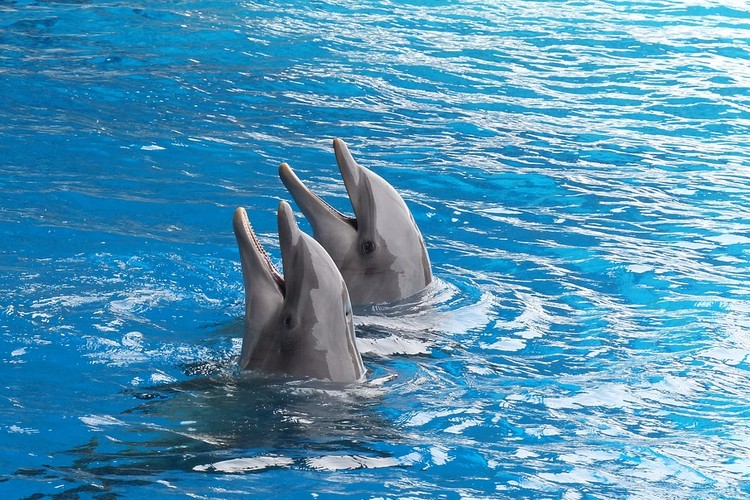 Тарханкутский дельфинарий в Крыму