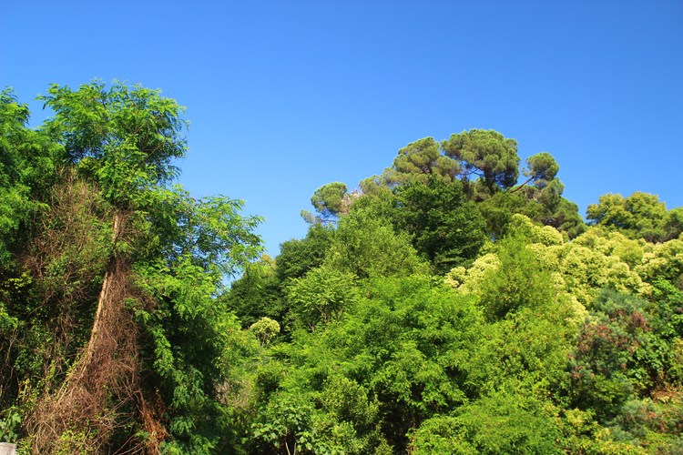 Растительность в Сухумском дендропарке