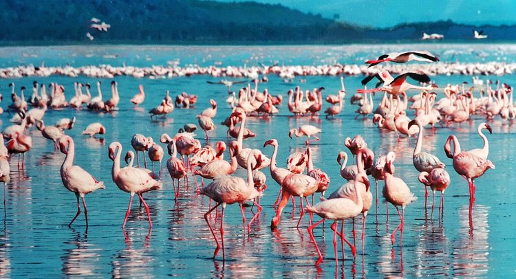 Розовые фламинго на озере Накуру