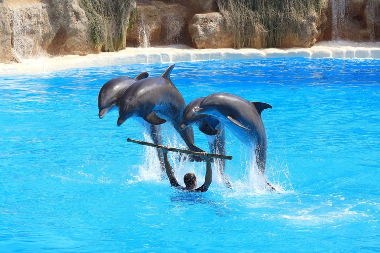 Дельфины в дельфинарии