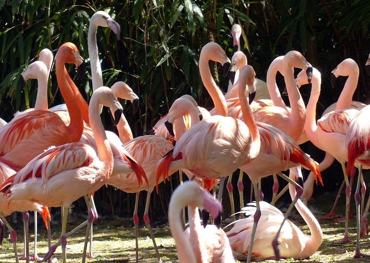 Розовые фламинго на острове Кайо Коко