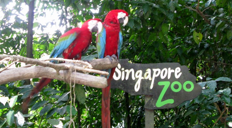 Сингапурский Зоопарк