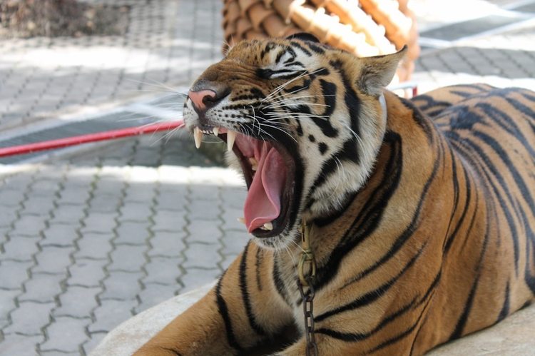 Тигр в зоопарке Кхао Кхео