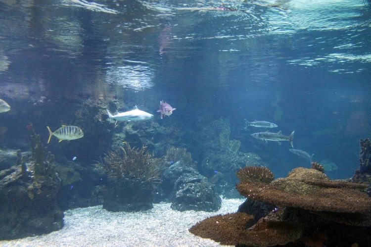 Океанарий Sochi Discovery World Aquarium в Адлере