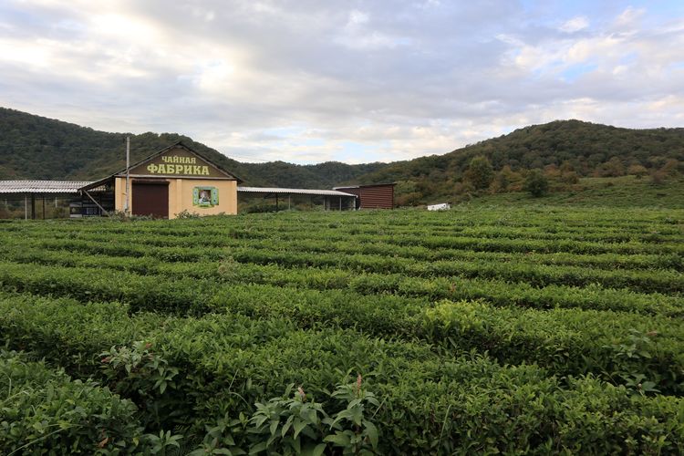 Чайная плантация в Лазаревском районе