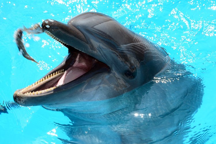 Дельфины в дельфинарии «Морская Звезда»