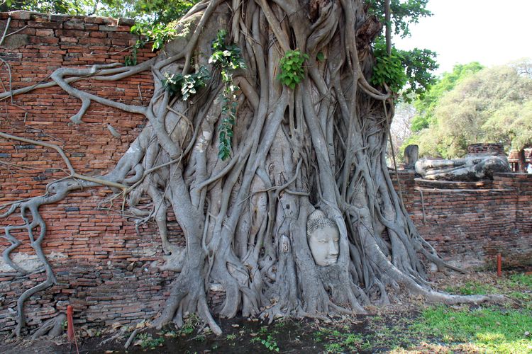 Голова Будды в корнях дерева в Аюттхайе